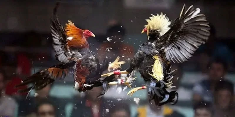 Đá gà cựa sắt là loại hình giải trí ngày càng được nhiều người yêu thích