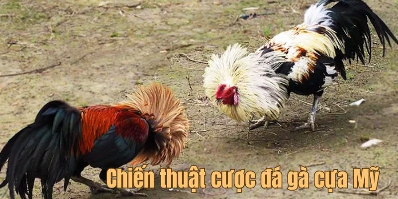Cựa gà được trang bị kỹ lưỡng, yếu tố quyết định trong đá gà cựa Mỹ
