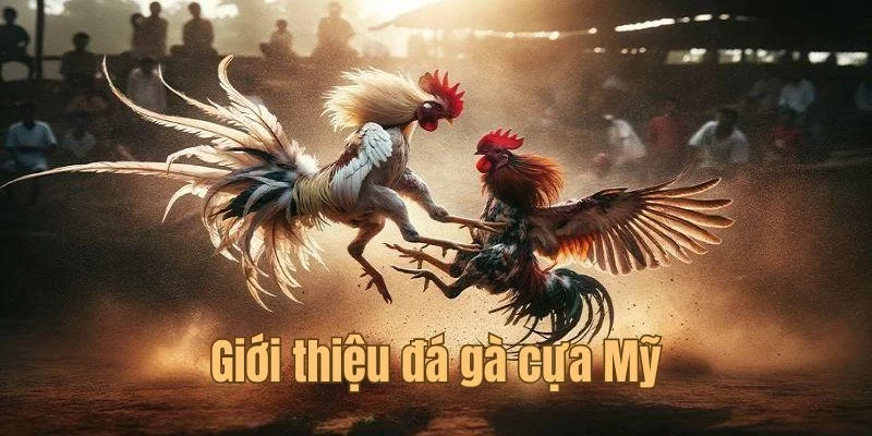 Bộ môn chọi gà cá cược hấp dẫn nhất 2025