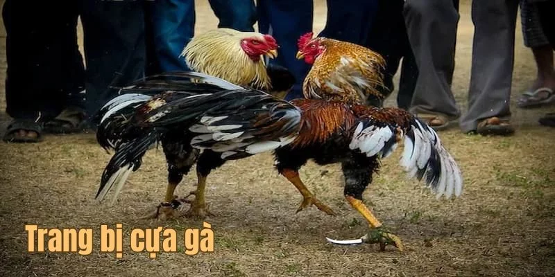 Đá Gà Cựa Mỹ: Cẩm Nang Chi Tiết Dành Cho Người Chơi Mới 2025