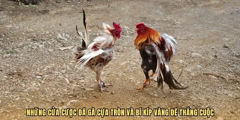 Những cửa cược đá gà cựa tròn và bí kíp vàng để thắng cuộc