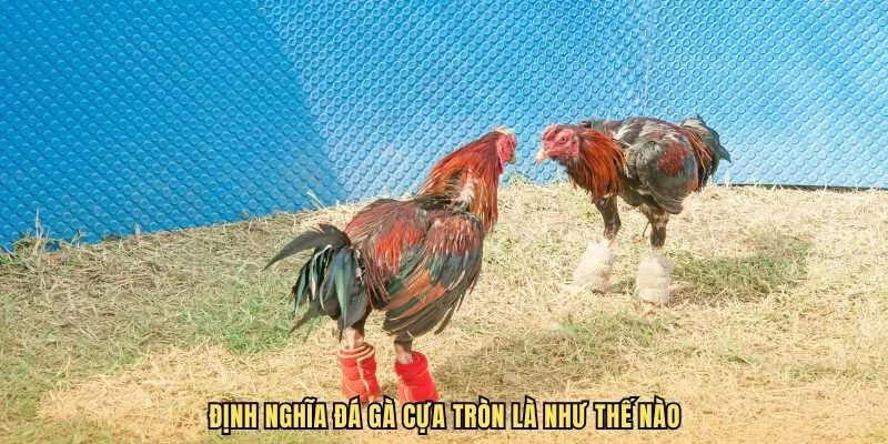 Quy định cụ thể về bộ môn chiến kê cửa tròn